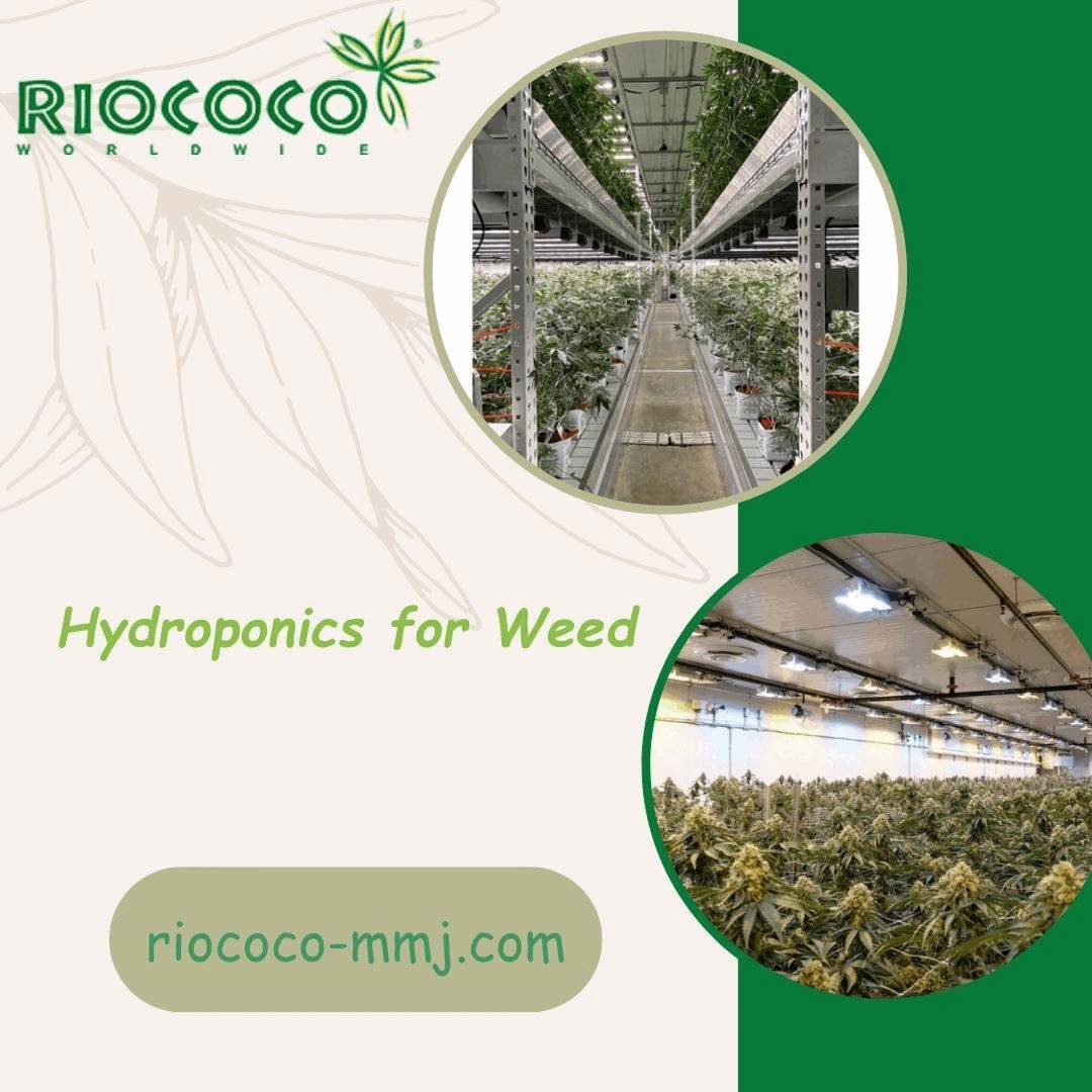 Hydroponics for Weed.gif Planning for the best hydroponics for weed? You are at the right place. As the most trusted coir manufacturer. Visit : https://www.riococo-mmj.com/a-beginners-guide-to-growing-cannabis-with-coco-coir/ by riococommjusa