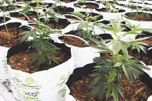 Grow Bags for Cannabis - As one of the leading manufacturers, we offer 100% biodegradable and organic coco coir bags at the lowest price. For more visit: https://www.riococo-mmj.com/products/