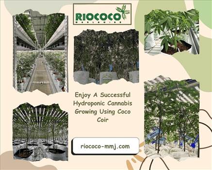 Enjoy A Successful Hydroponic Cannabis Growing Using Coco Coir.gif by riococommjusa