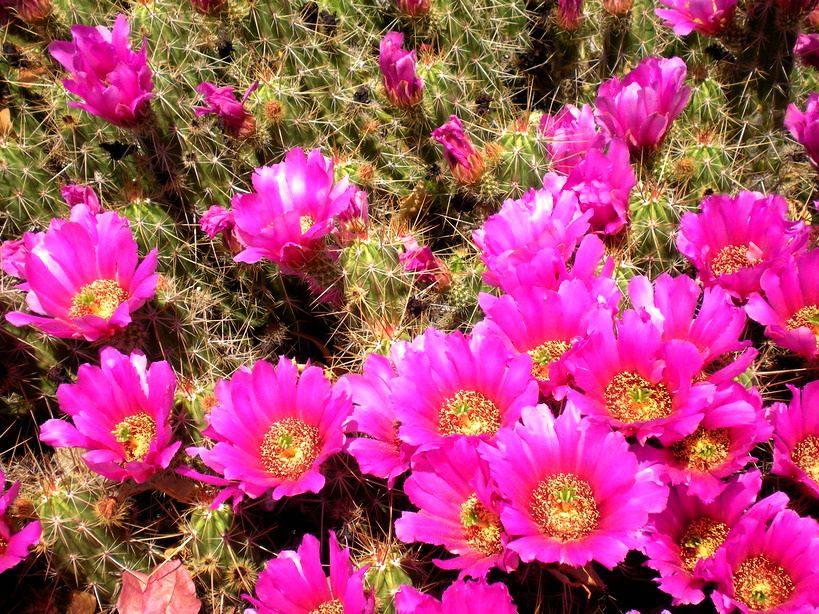 arizona-cactus-flowersun-city-west-az---cactus-flowers-photo-picture-image--arizona-uqtofh8d.jpg undefined by WPC-144