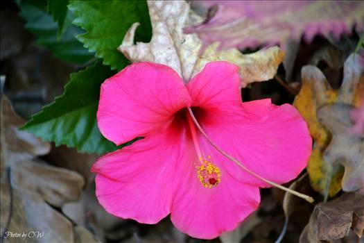 hibiscus.jpg by WPC-144