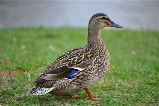 duck profile.jpg by WPC-144