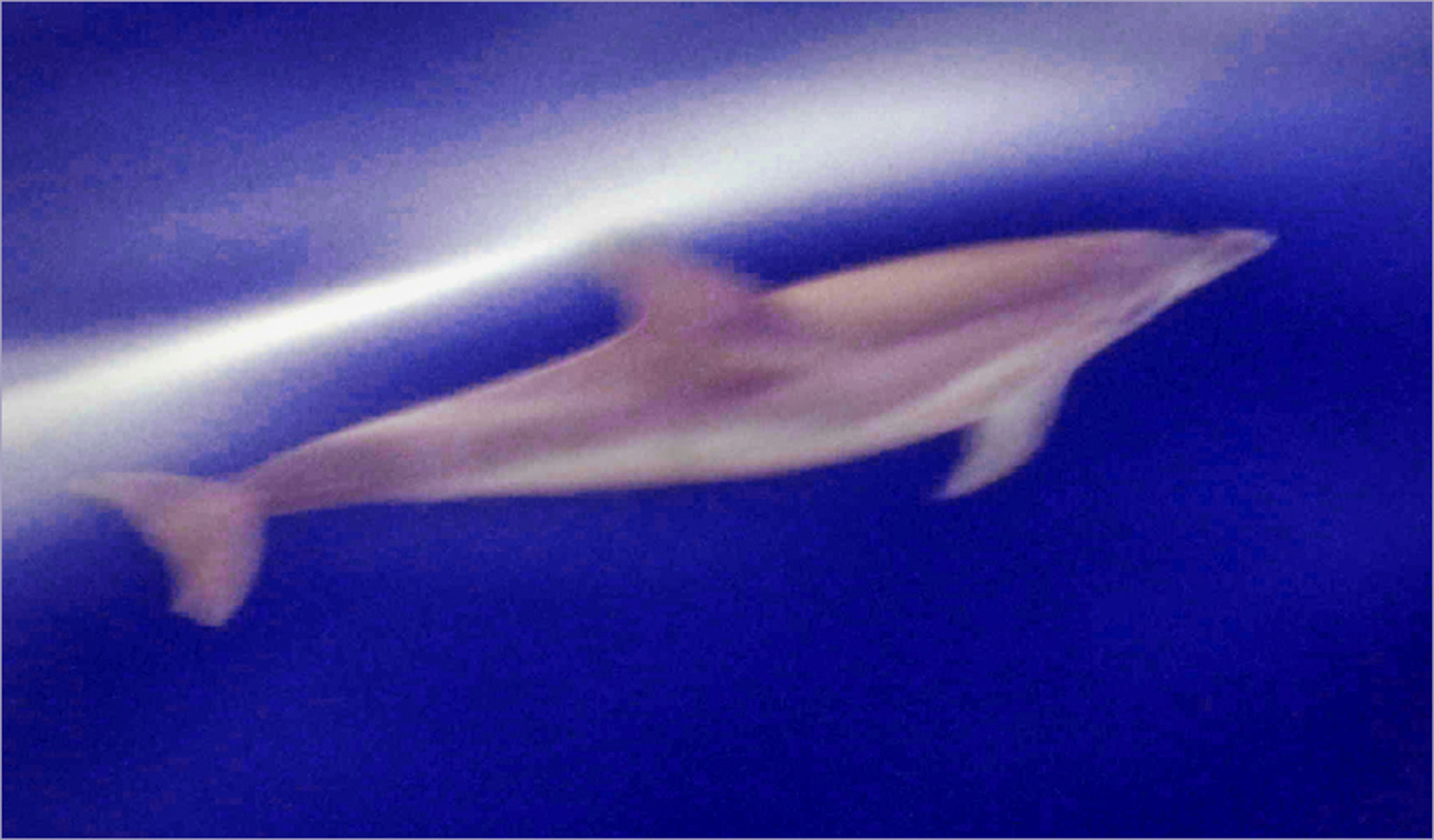 4-Dolphin in the Gulf Stream.jpg  by WPC-76