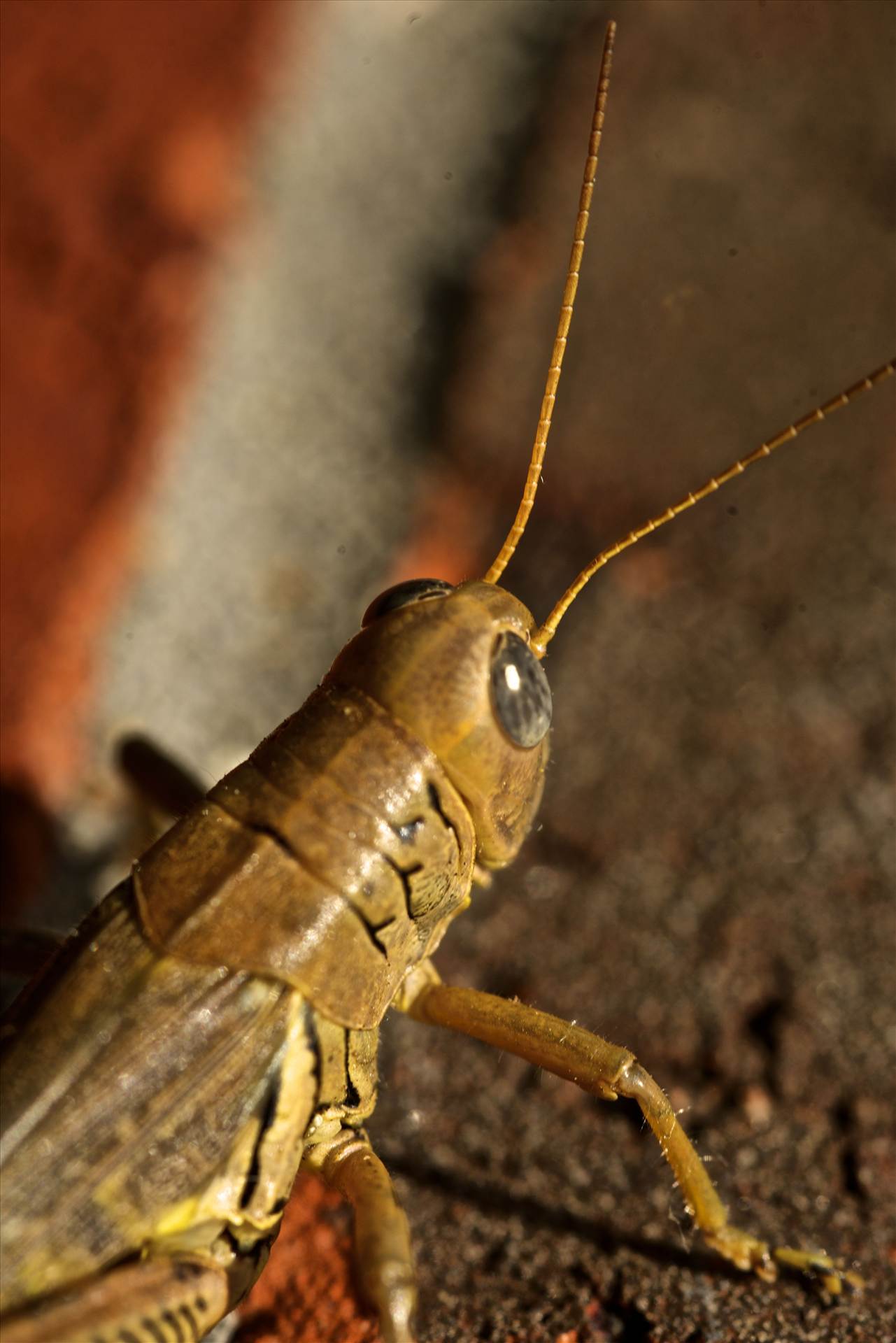 grasshopper #macrochallenge by WPC-153