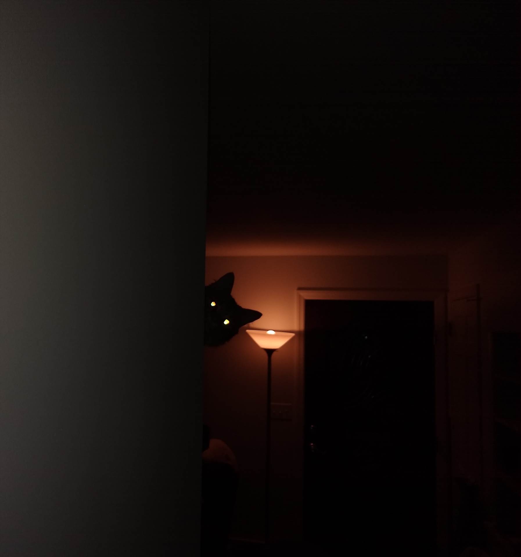 Spooky cat.jpg  by Bouncy