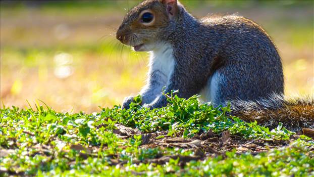 P1170598Squirrel7.jpg by Dreamxcapes