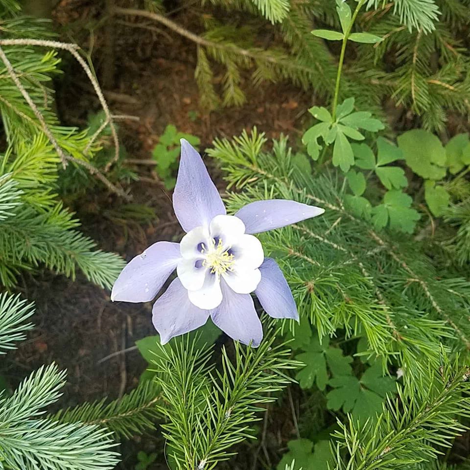 Forget Me Not.jpg  by 405Exposure