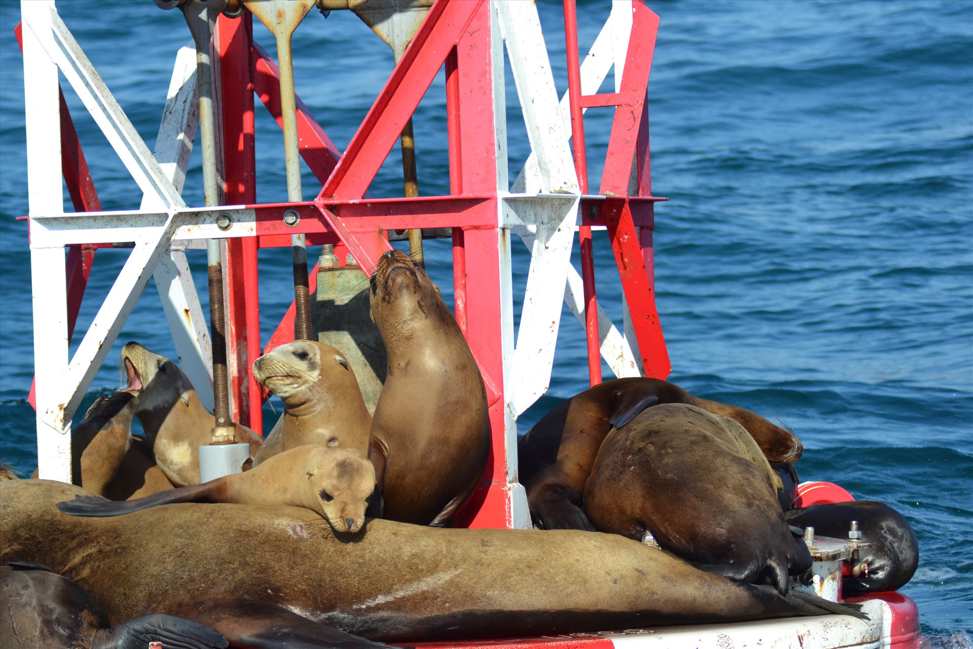 Lazy Days 2.JPG Lazy Sea Lions emulating a vacation mindset by 405Exposure