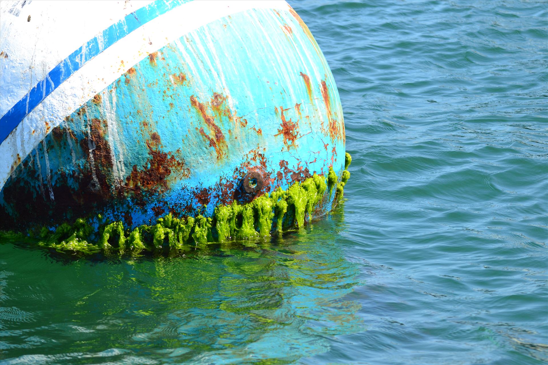 Bobbing Around.JPG Exposed to the elements. by 405Exposure