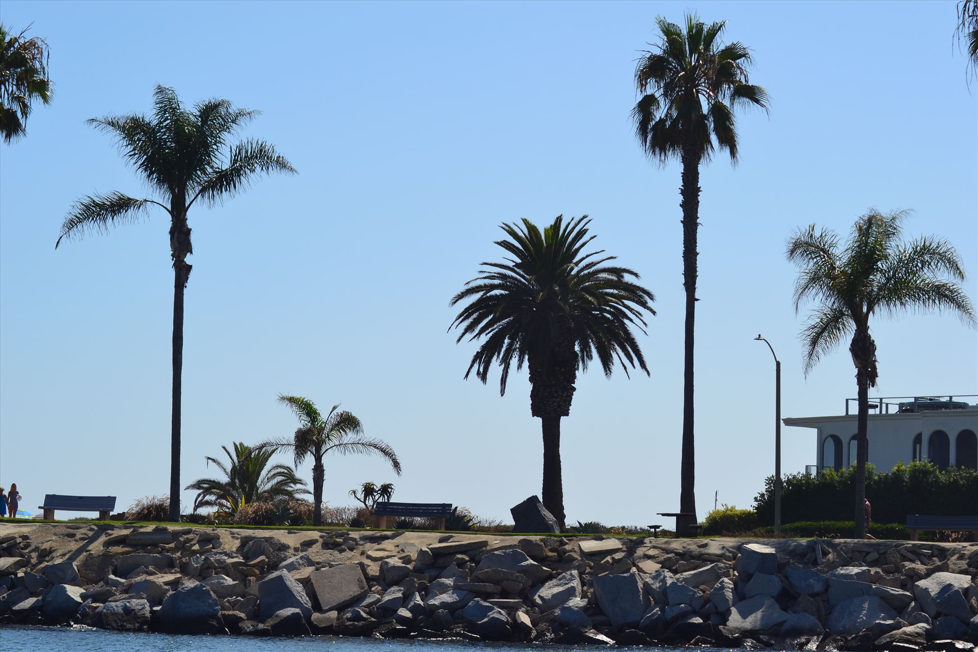 Newport Palms.JPG  by 405Exposure
