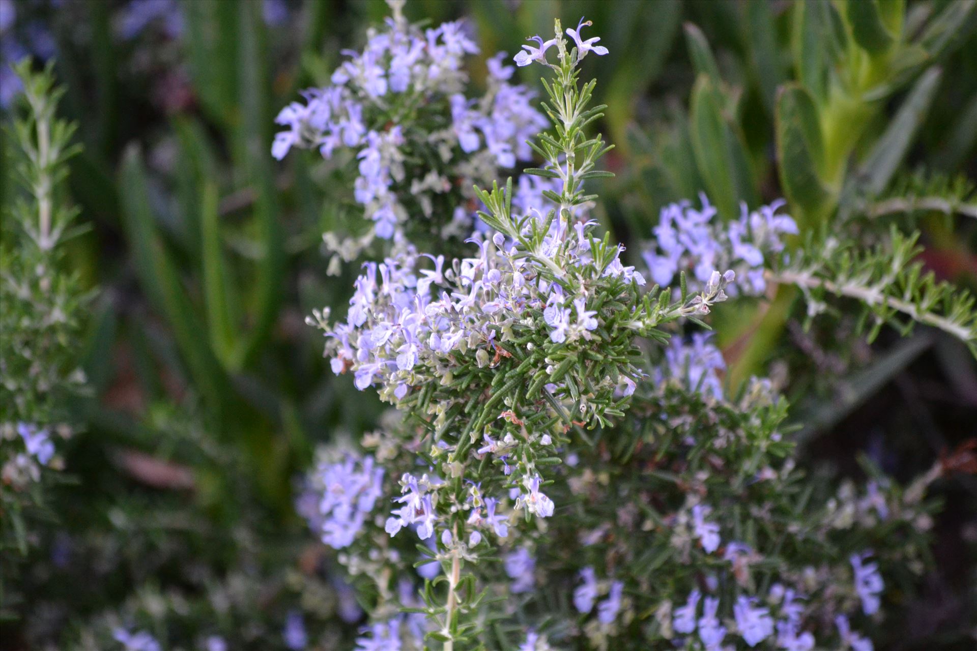 Coastal Flowers 1.JPG  by 405Exposure