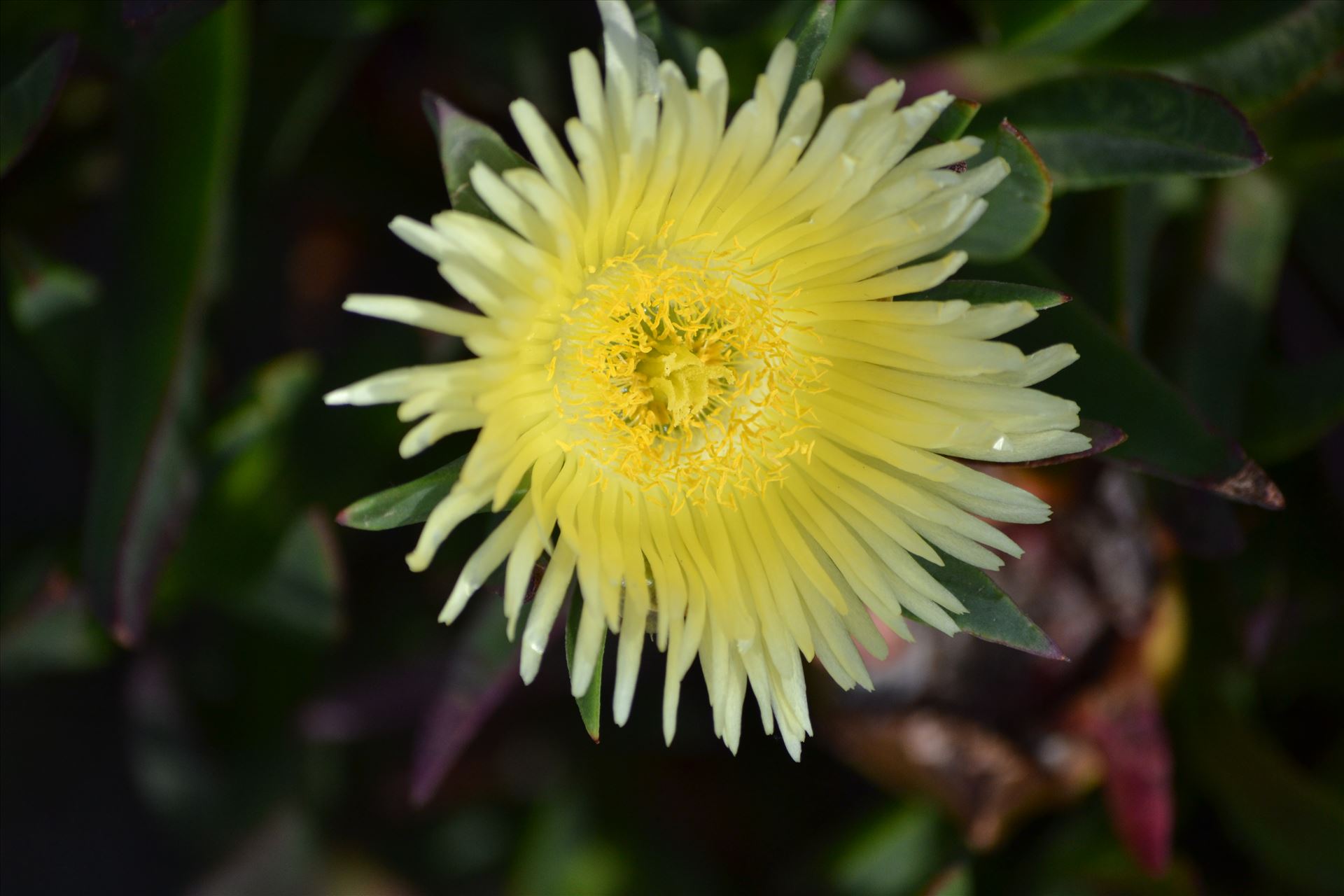 Coastal Flowers 3.JPG  by 405Exposure