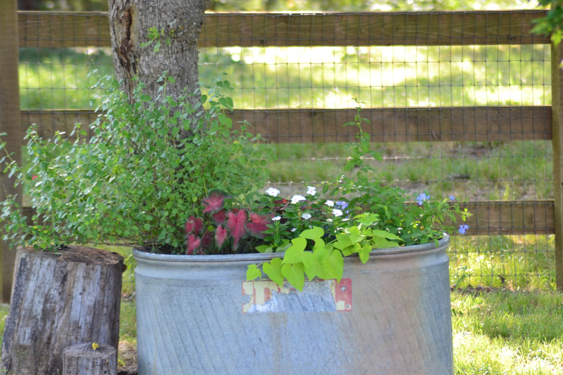 Lonesome Dove Planter 2.JPG  by 405Exposure