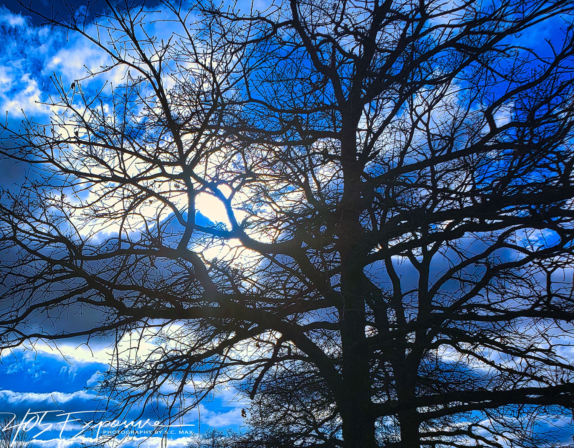 Late March Evening Oak.jpg Early Spring evening sky by 405Exposure