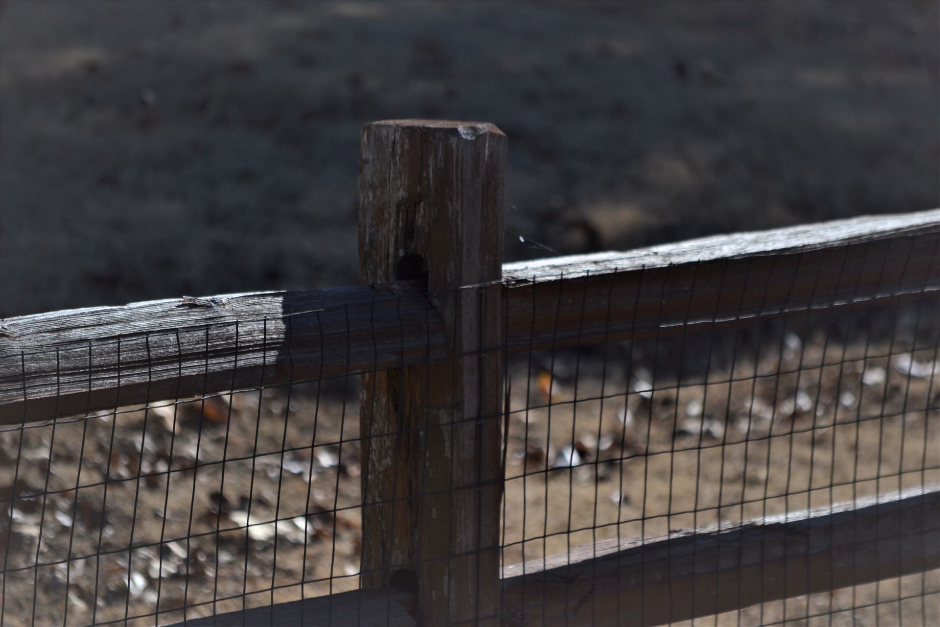 Spider Web on Fence.JPG  by 405Exposure