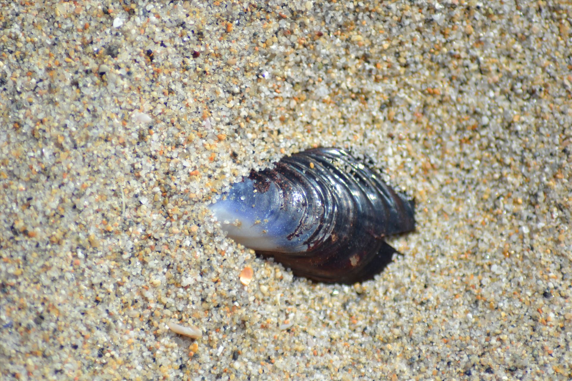 Shell.JPG  by 405Exposure