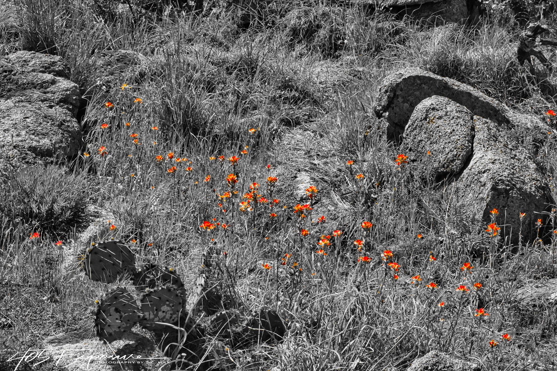 Indian Paintbrush Patch in Wichita Mountains.jpg Flowers in the Prairie by 405Exposure