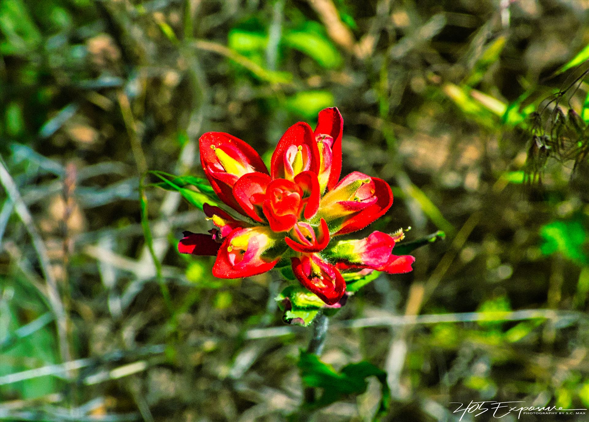 Indian Paintbrush Blossom in Wichita Mountains.jpg Indian Paintbrush by 405Exposure