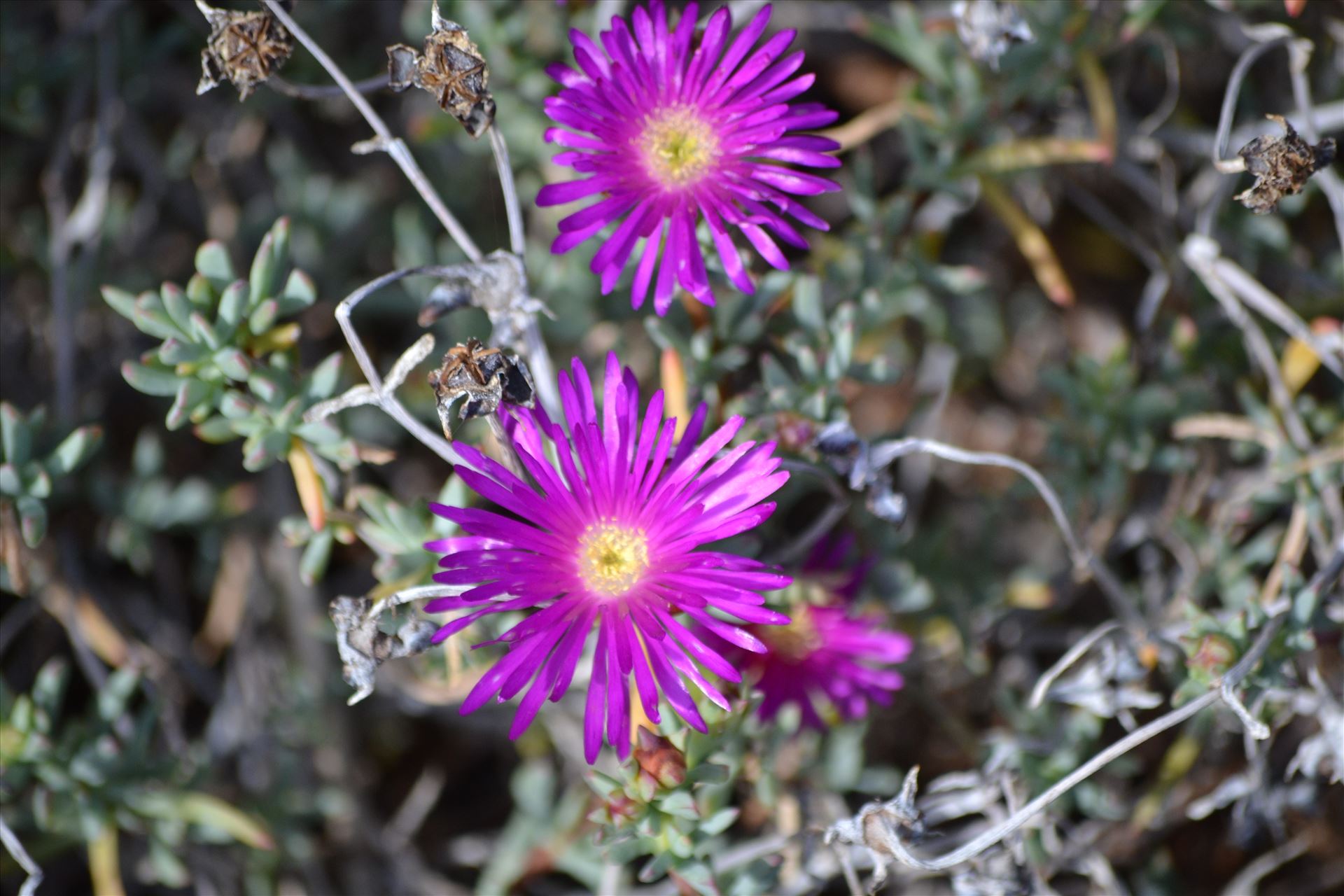 Coastal Flowers 2.JPG  by 405Exposure
