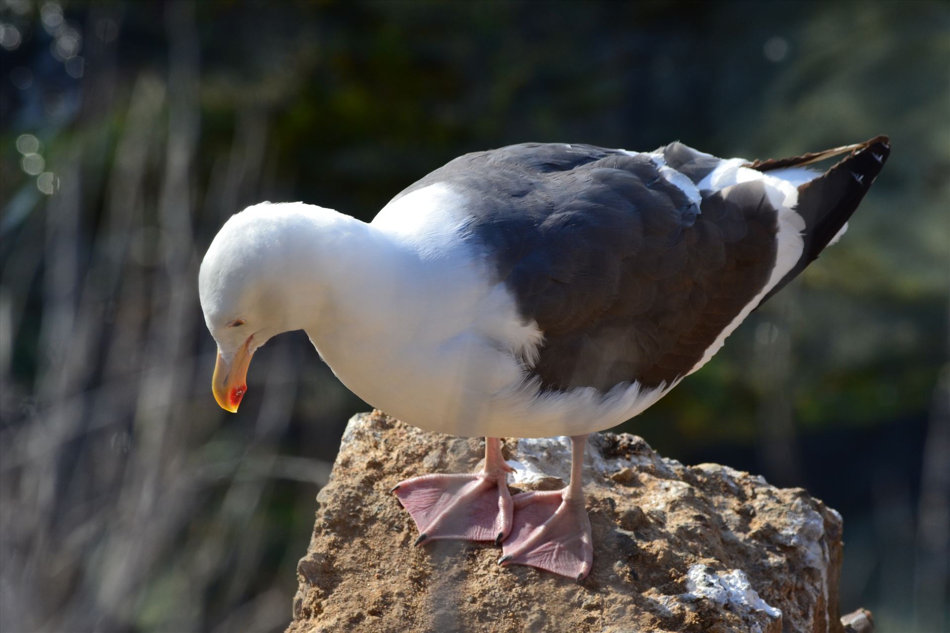 Sea Gull.JPG  by 405Exposure