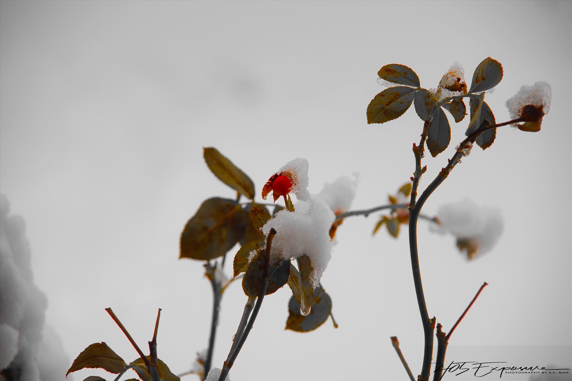 Winter Rose.jpg  by 405Exposure