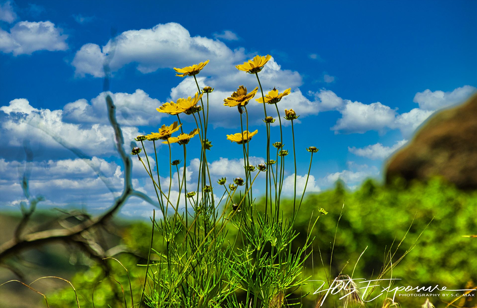 Prairie Flowers Praying to the Sun Wichita Mtns Spring 2020.jpg How gorgeous are these beauties! by 405Exposure