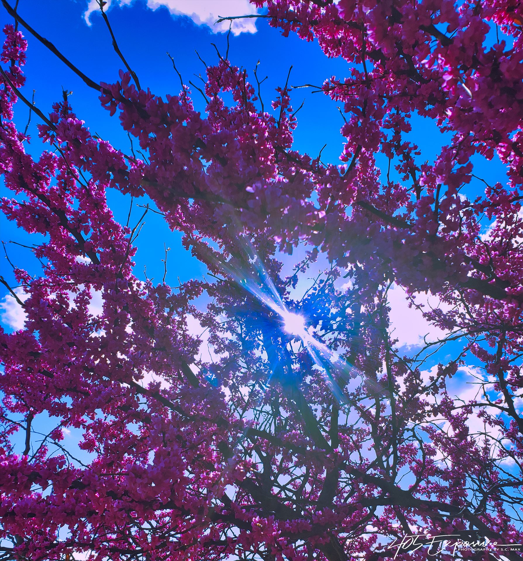 Spring Oklahoma Redbuds in Full Bloom.jpg Oklahoma Spring Redbuds by 405Exposure