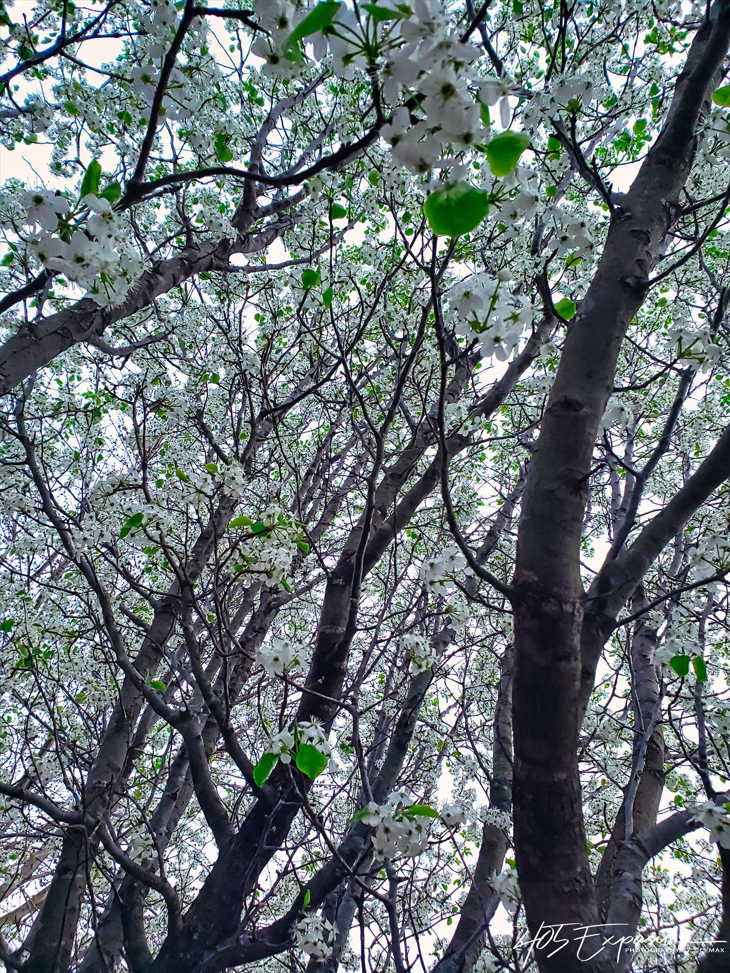 Oklahoma Spring Bradford Pears in Bloom.jpg Bradford Pears in the Spring by 405Exposure