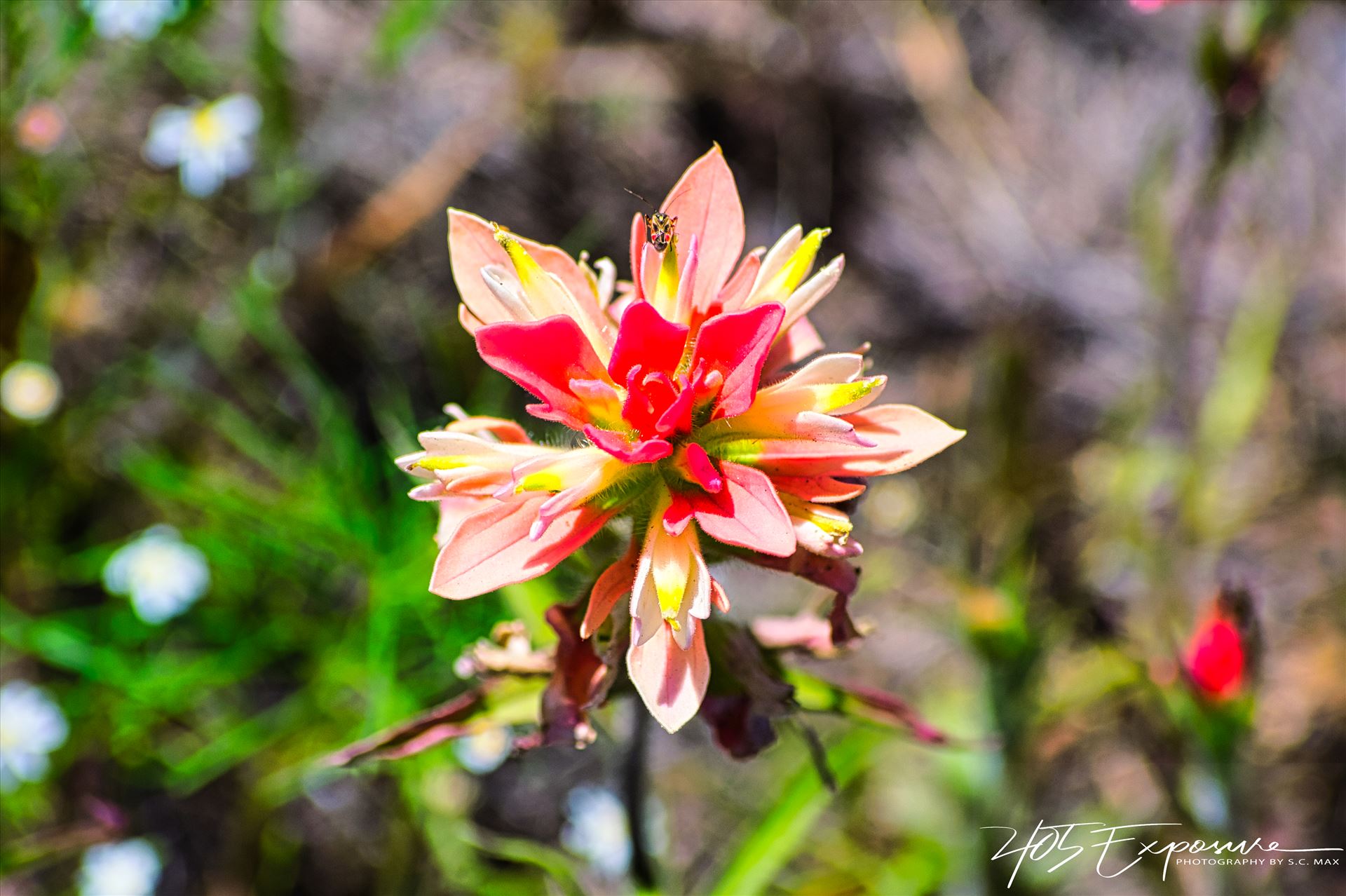 Prairie Flower Wichita Mtns Spring 2020.jpg  by 405Exposure