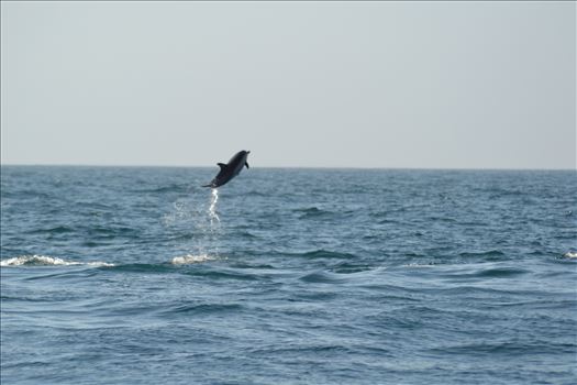 Dolphin Trip 2.JPG by 405 Exposure