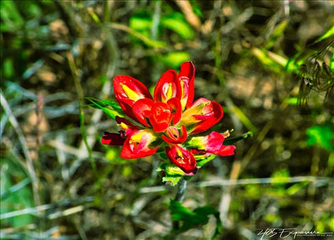 Indian Paintbrush Blossom in Wichita Mountains.jpg by 405Exposure