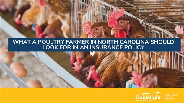 What to get in NC Poultry Farm Insurance.jpg by Guidelight