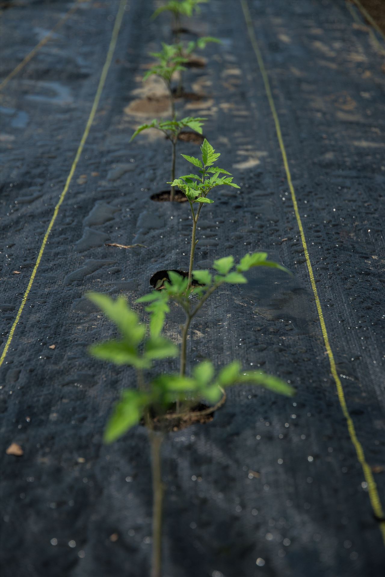 Tomato Sprouts  by Unbound Photography