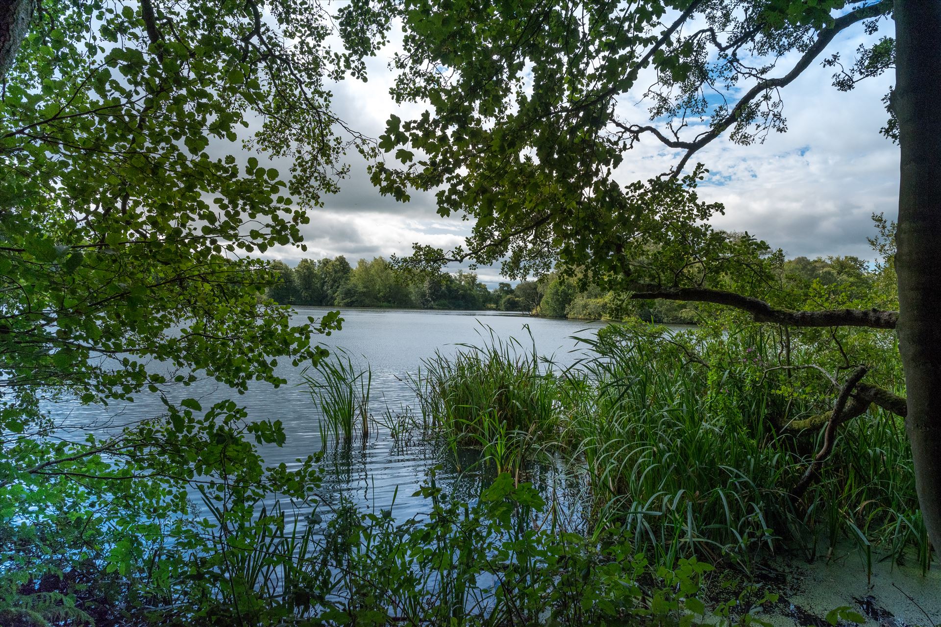 'Bolam Lake through the Trees'  by Graham Dobson Photography