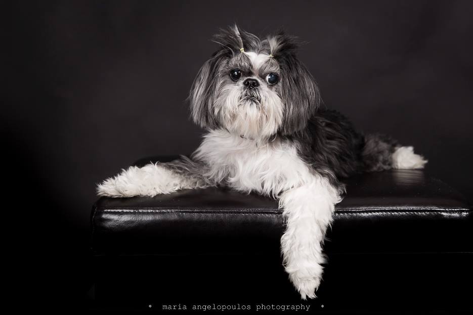 CloePortrait 03 Pets, Dog, Portrait, Pet Portrait, Photography by Maria Angelopoulos Photogrpahy