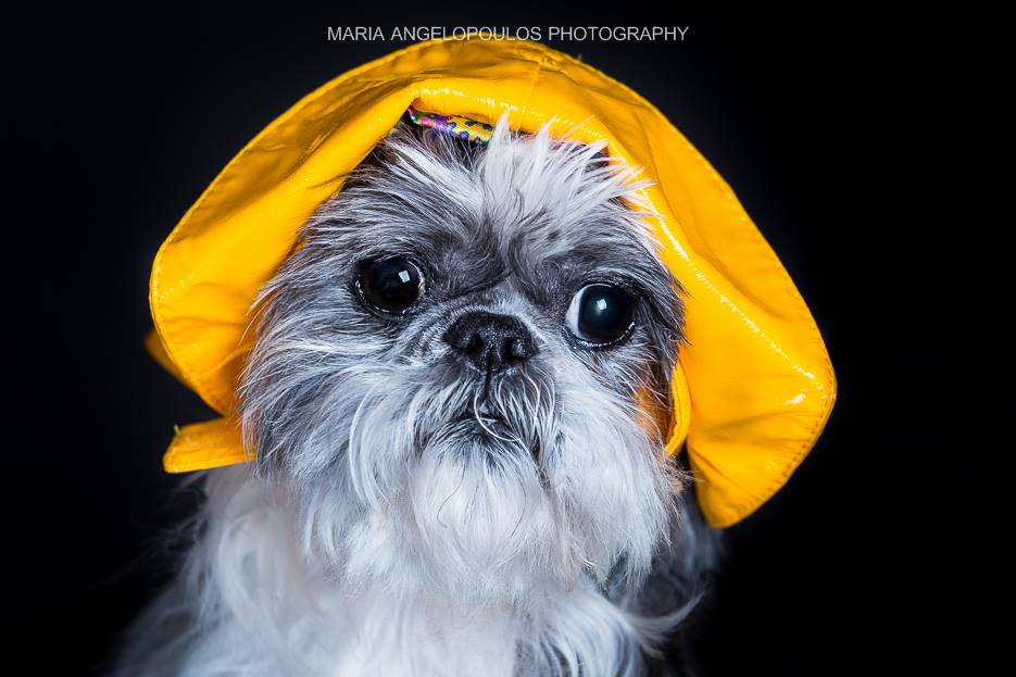 CloePortrait 05 Pets, Dog, Portrait, Pet Portrait, Photography by Maria Angelopoulos Photogrpahy