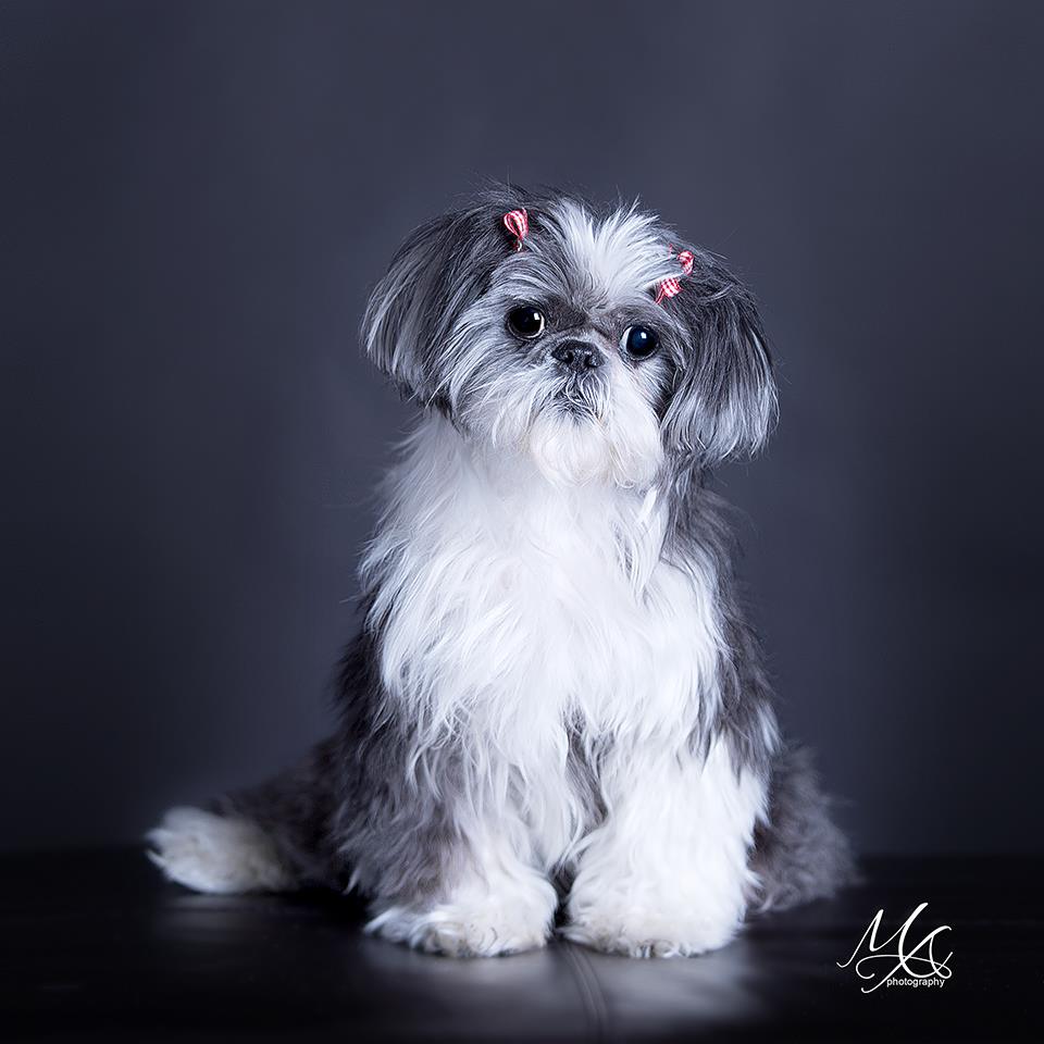 CloePortrait 01 Pets, Dog, Portrait, Pet Portrait, Photography by Maria Angelopoulos Photogrpahy
