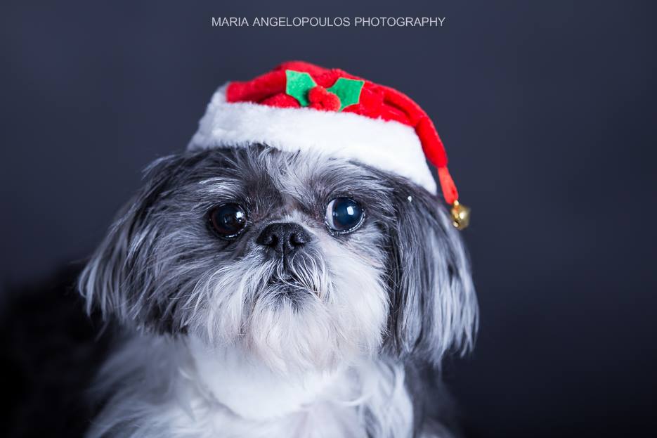 CloePortrait 07 Pets, Dog, Portrait, Pet Portrait, Photography by Maria Angelopoulos Photogrpahy