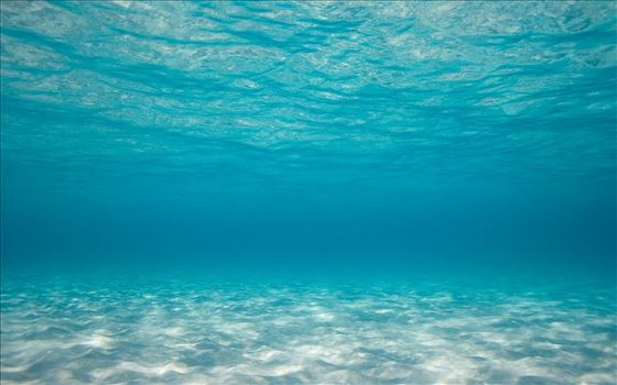 121678-widescreen-under-the-sea-background-1920x1200.jpg by Maria Angelopoulos Photogrpahy