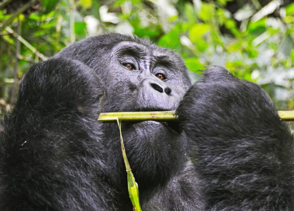 Gorilla Trekking Price 2024.jpg Our comprehensive guide covers everything you need to know about the costs associated with this unforgettable experience. Visit us at: https://mwendoluxurytours.com/uganda-gorilla-trekking/ by mwendoluxurytours