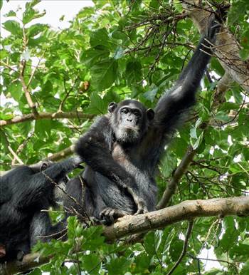 Gorilla safaris.jpg by mwendoluxurytours