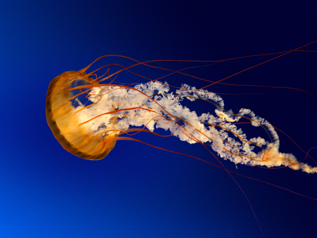 Jellyfish.jpg  by soheilmousavi