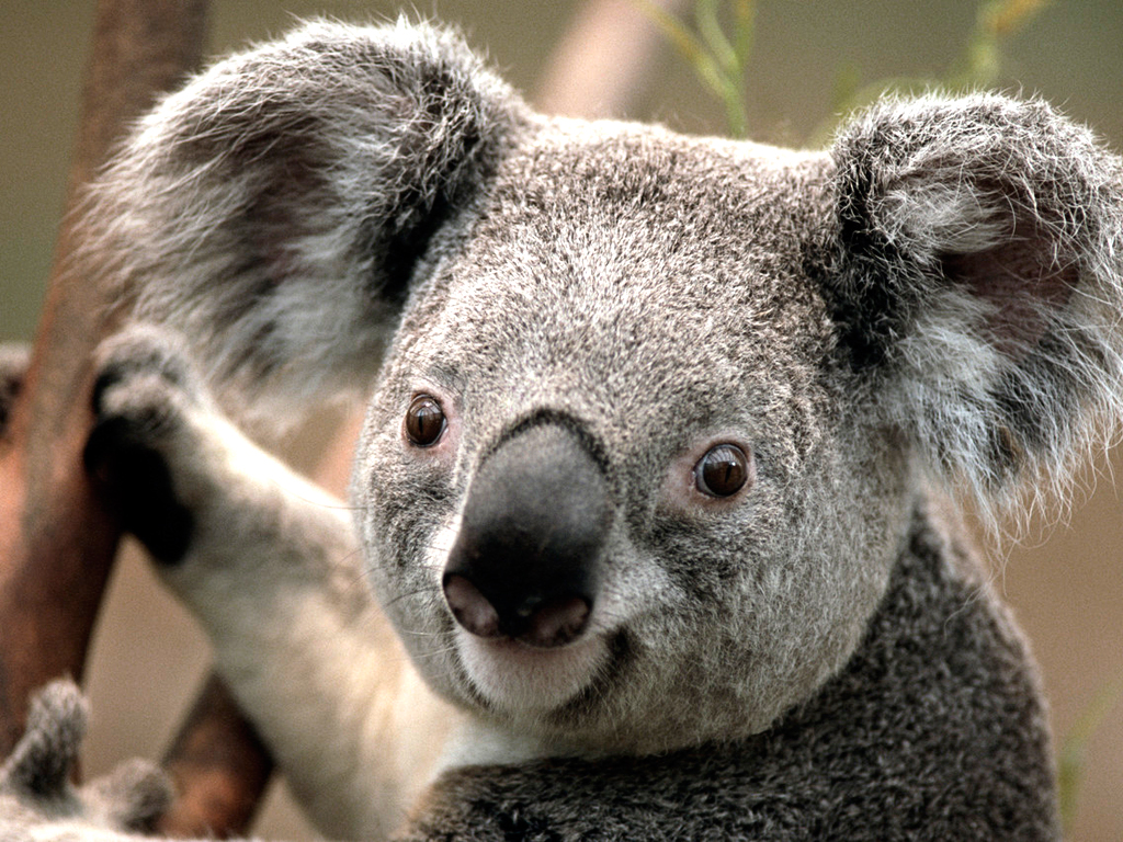 Koala.jpg  by soheilmousavi