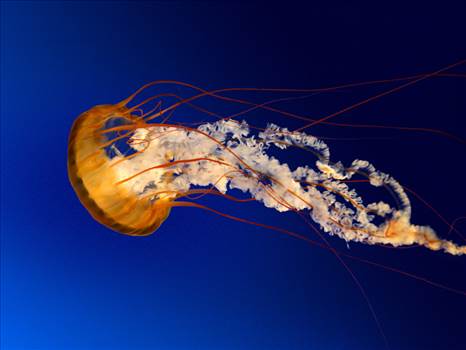Jellyfish.jpg by soheilmousavi
