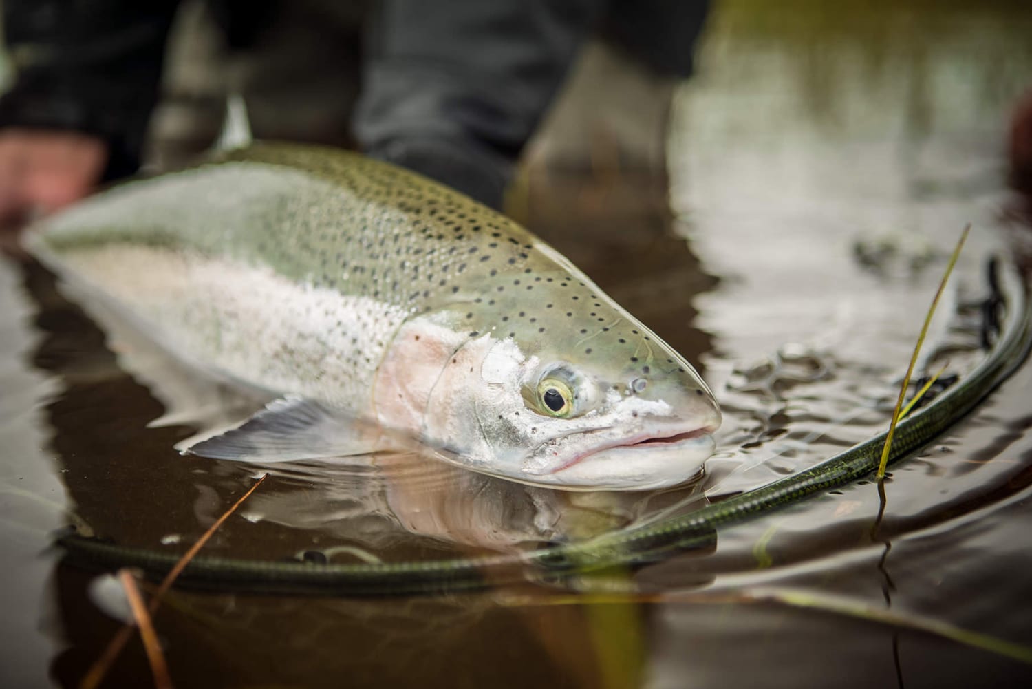 FALL FLY FISHING IN ALASKA KVICHAK RIVER RAINBOW TROUT.jpg  by Alaskarainbowlodge