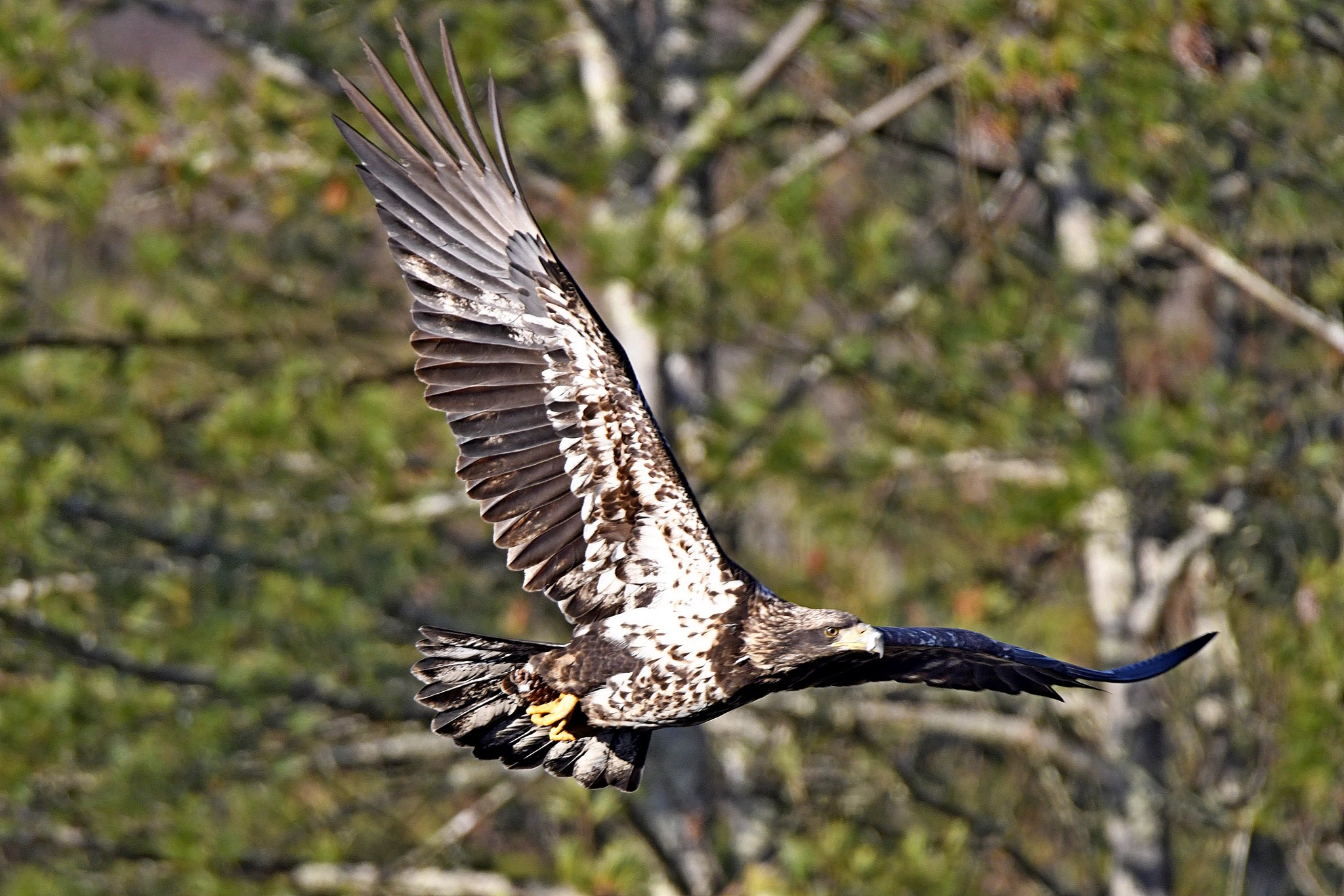 Eagle_9373 Juvenile Bald Eagle in Flight On Mongaup River, NY by Buckmaster