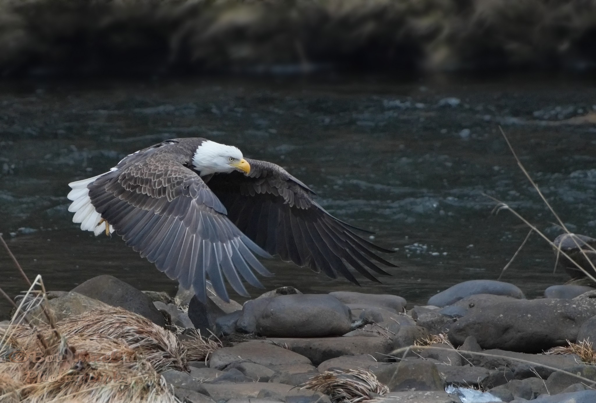 Eagle_3285 Bald Eagle Along The Mongaup River, Rio, NY by Buckmaster