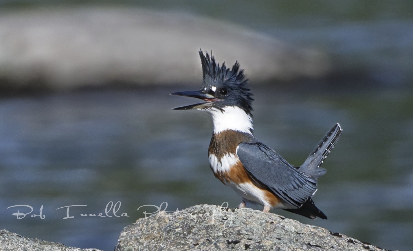 Belted Kingfisher Northern Maine by Buckmaster