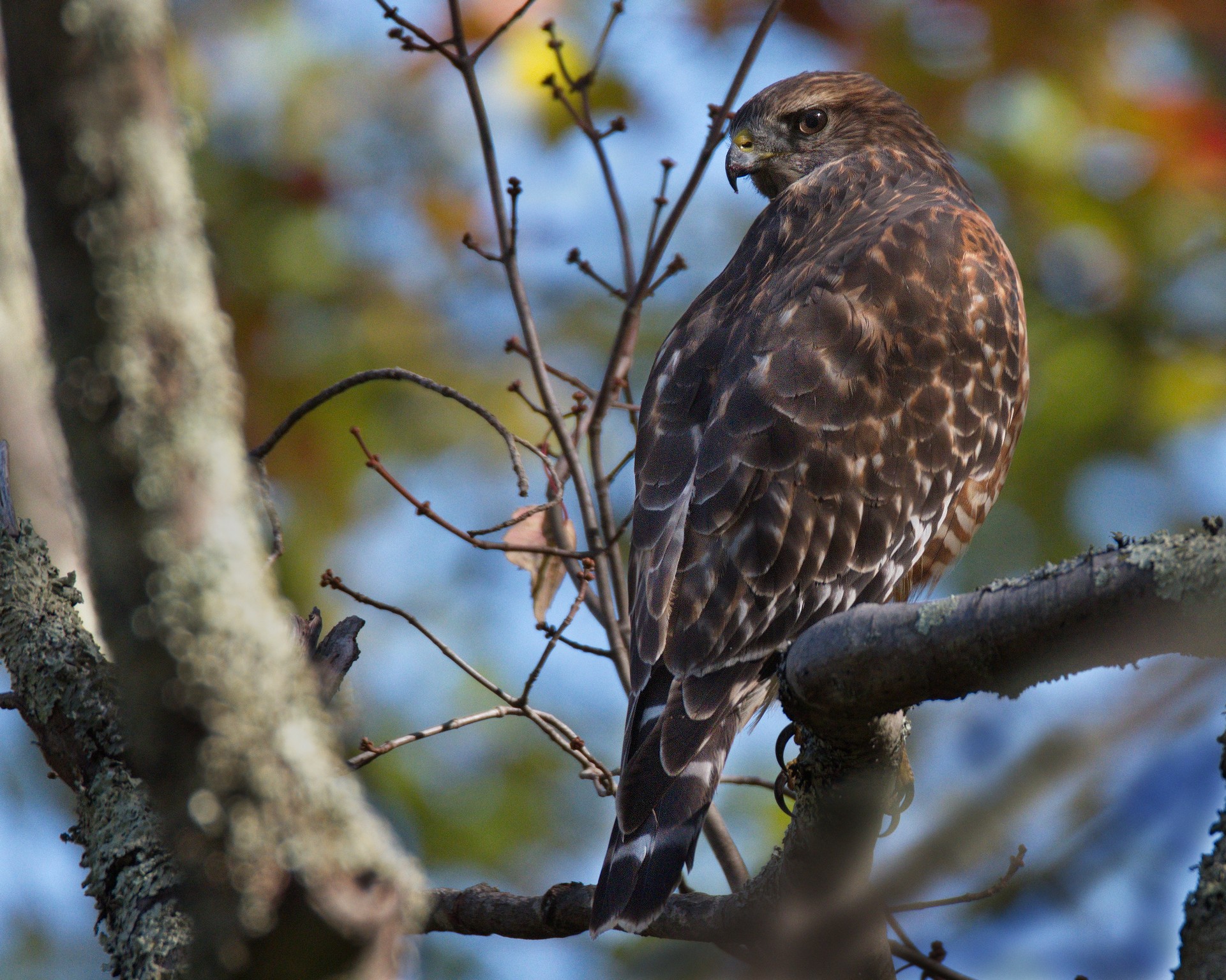 Hawk Taken Near Milford, PA by Buckmaster