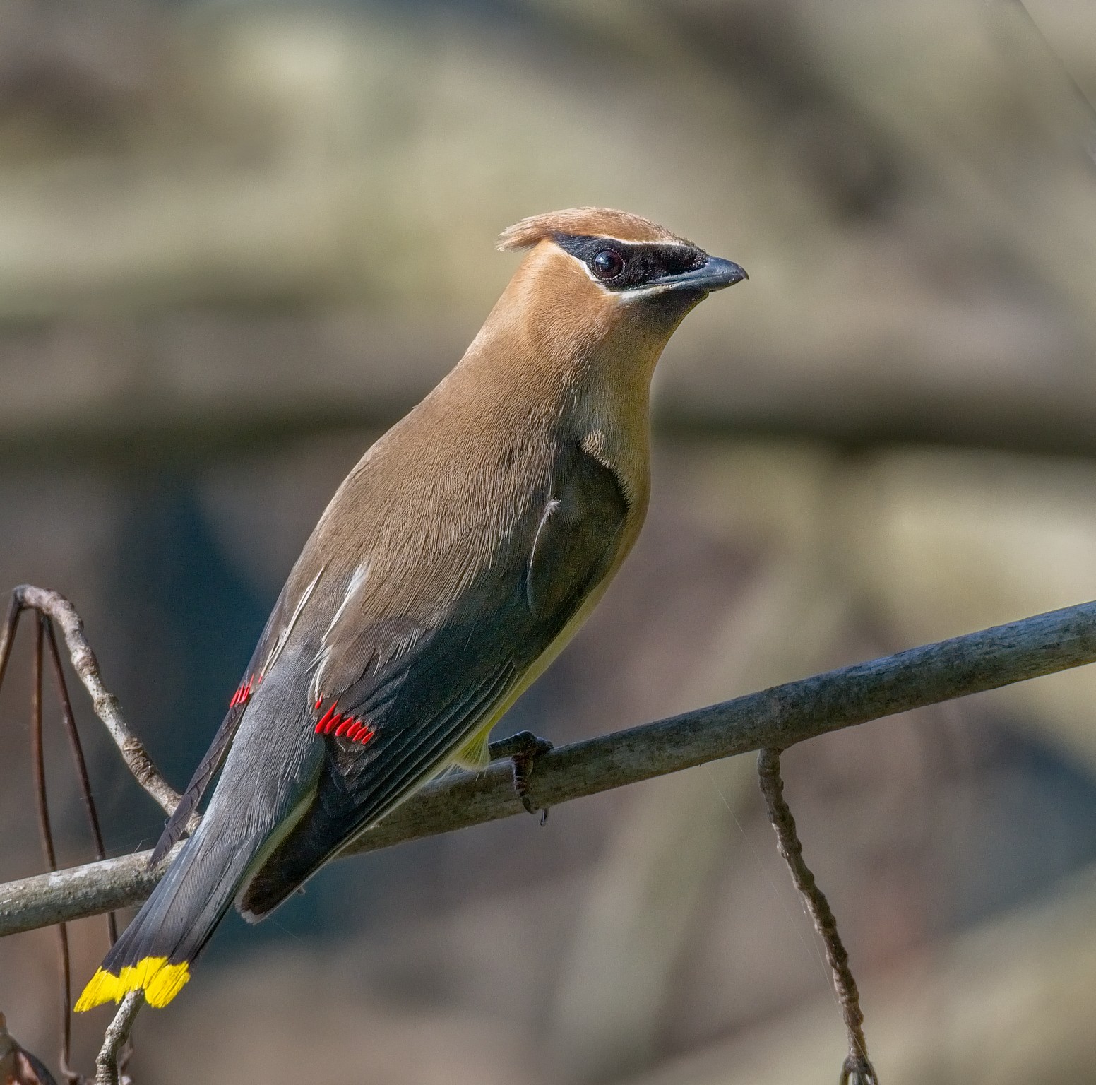 cedar-waxwing-by-buckmaster-north-american-birds-village-ph